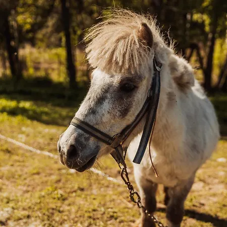 Zakatek Mazury Na Mazurach Sauna Jacuzzi Feriehus